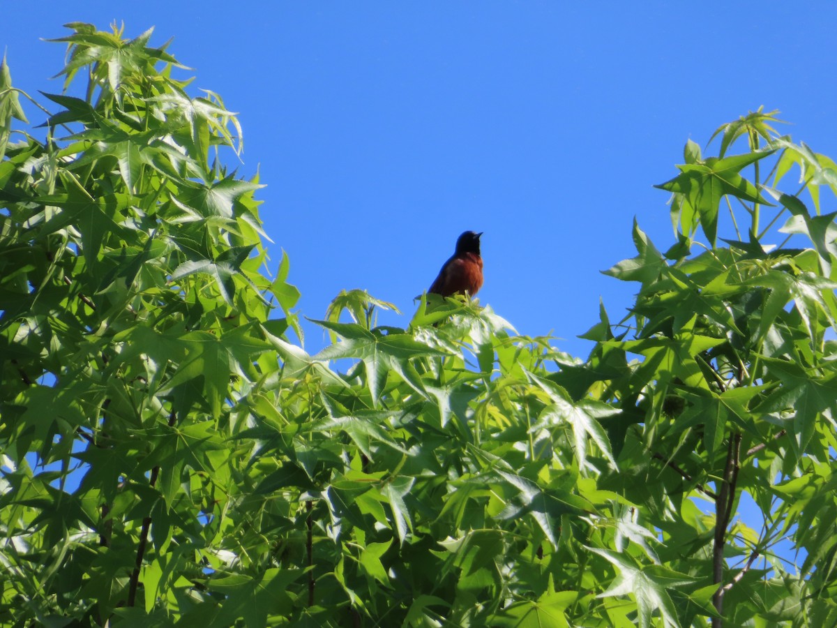 Orchard Oriole - ML618927164