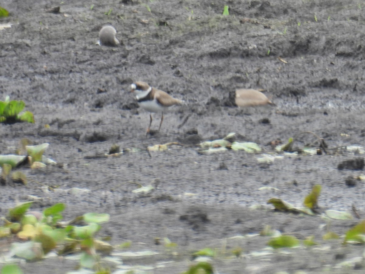 Semipalmated Plover - ML618927174