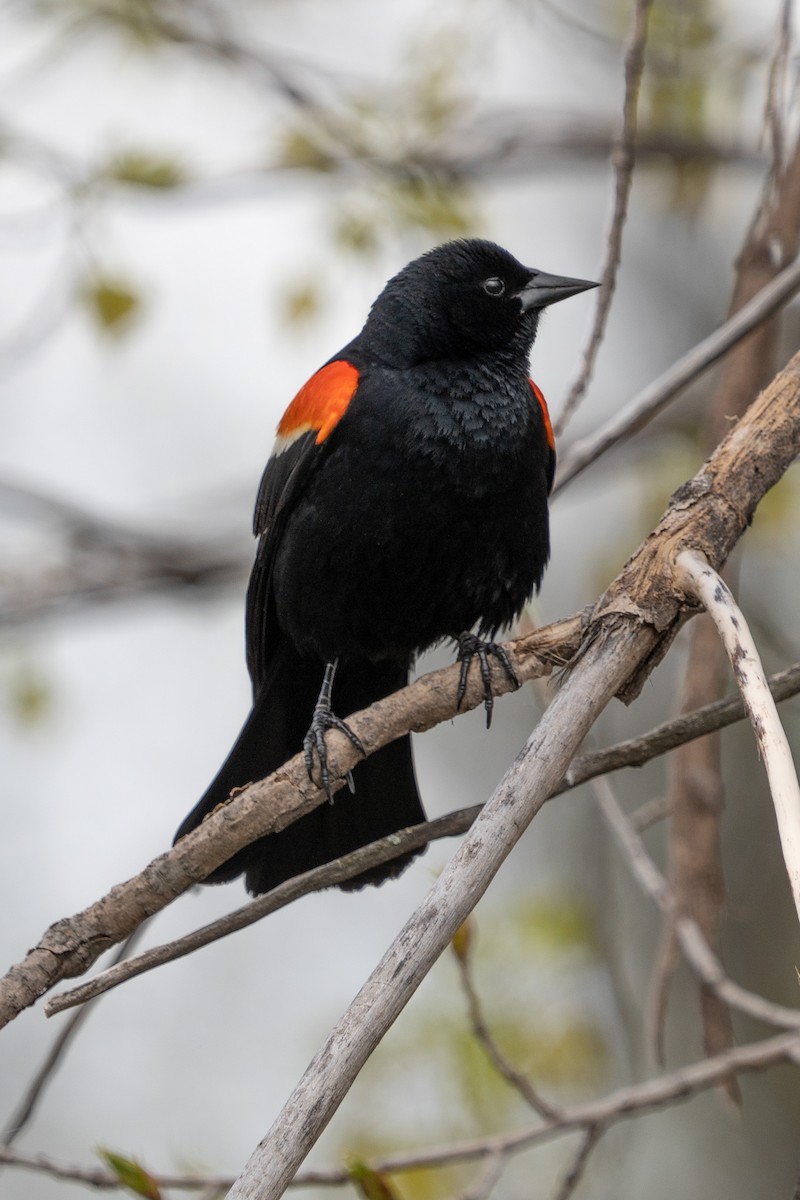 Red-winged Blackbird - ML618927186