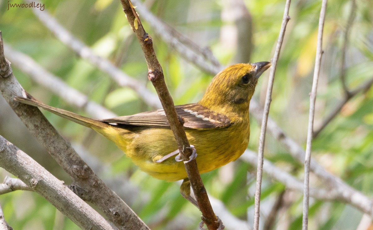 Flame-colored Tanager - ML618927208