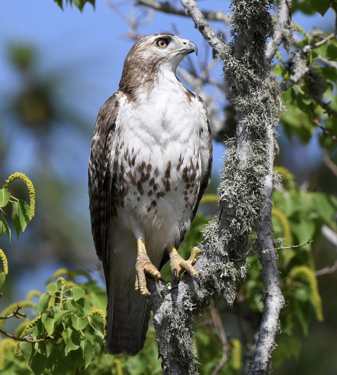 Red-tailed Hawk - Marie Lehmann