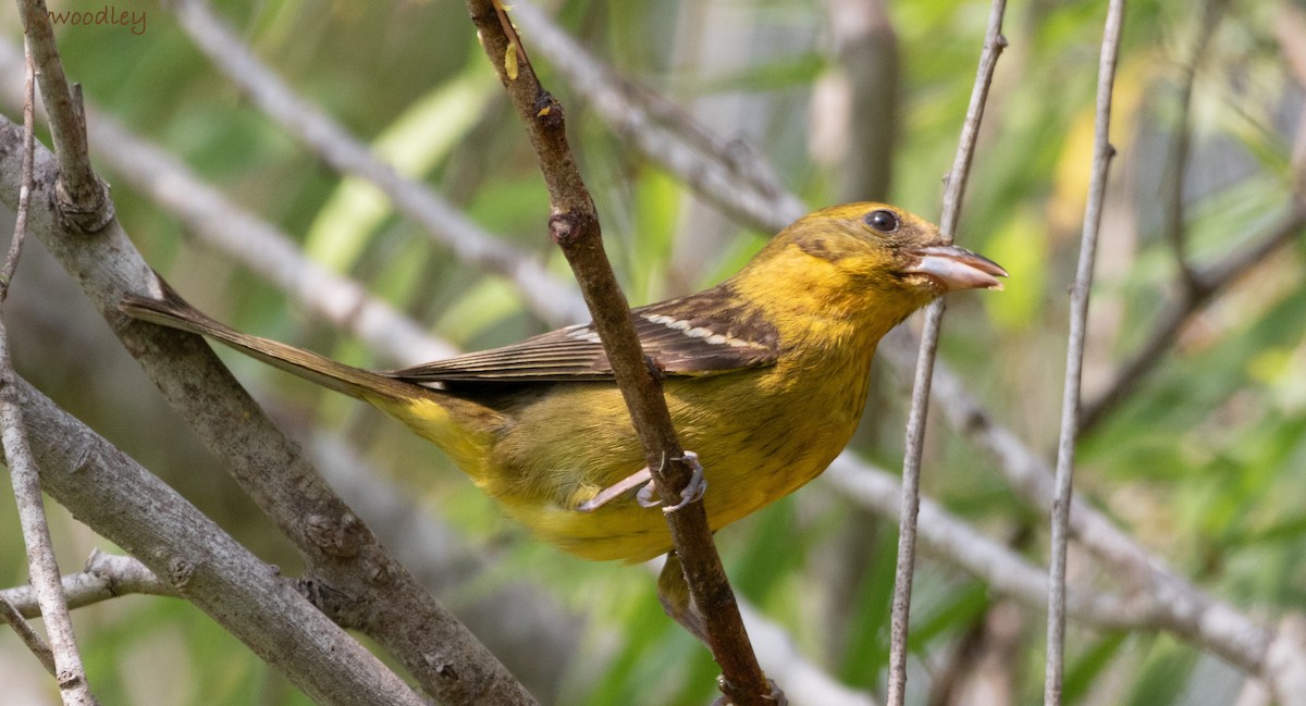 Flame-colored Tanager - Janey Woodley