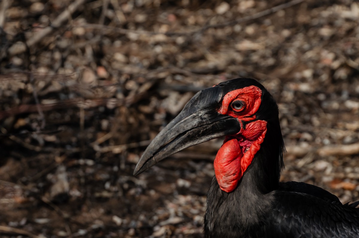 Southern Ground-Hornbill - Dominic More O’Ferrall