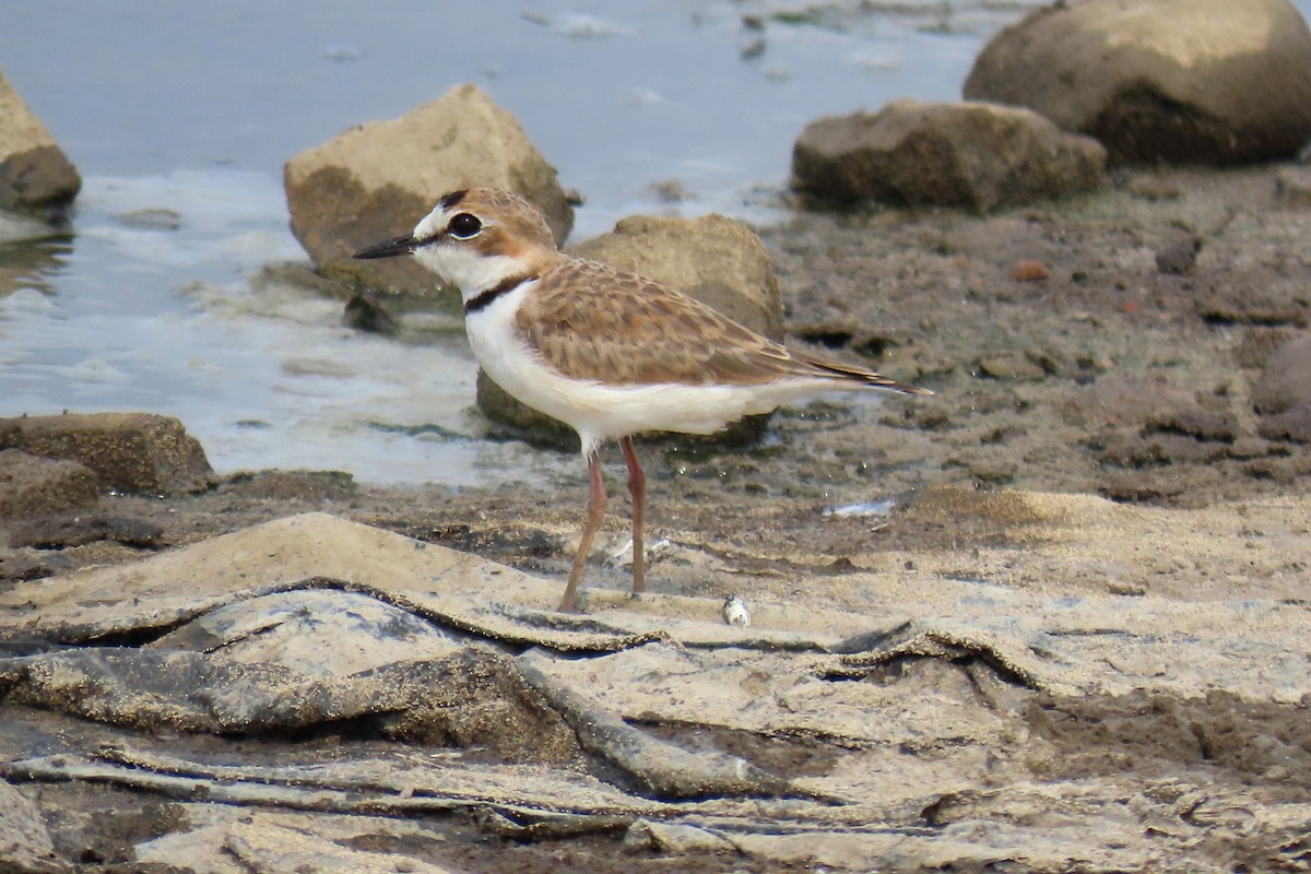 Collared Plover - ML618927255