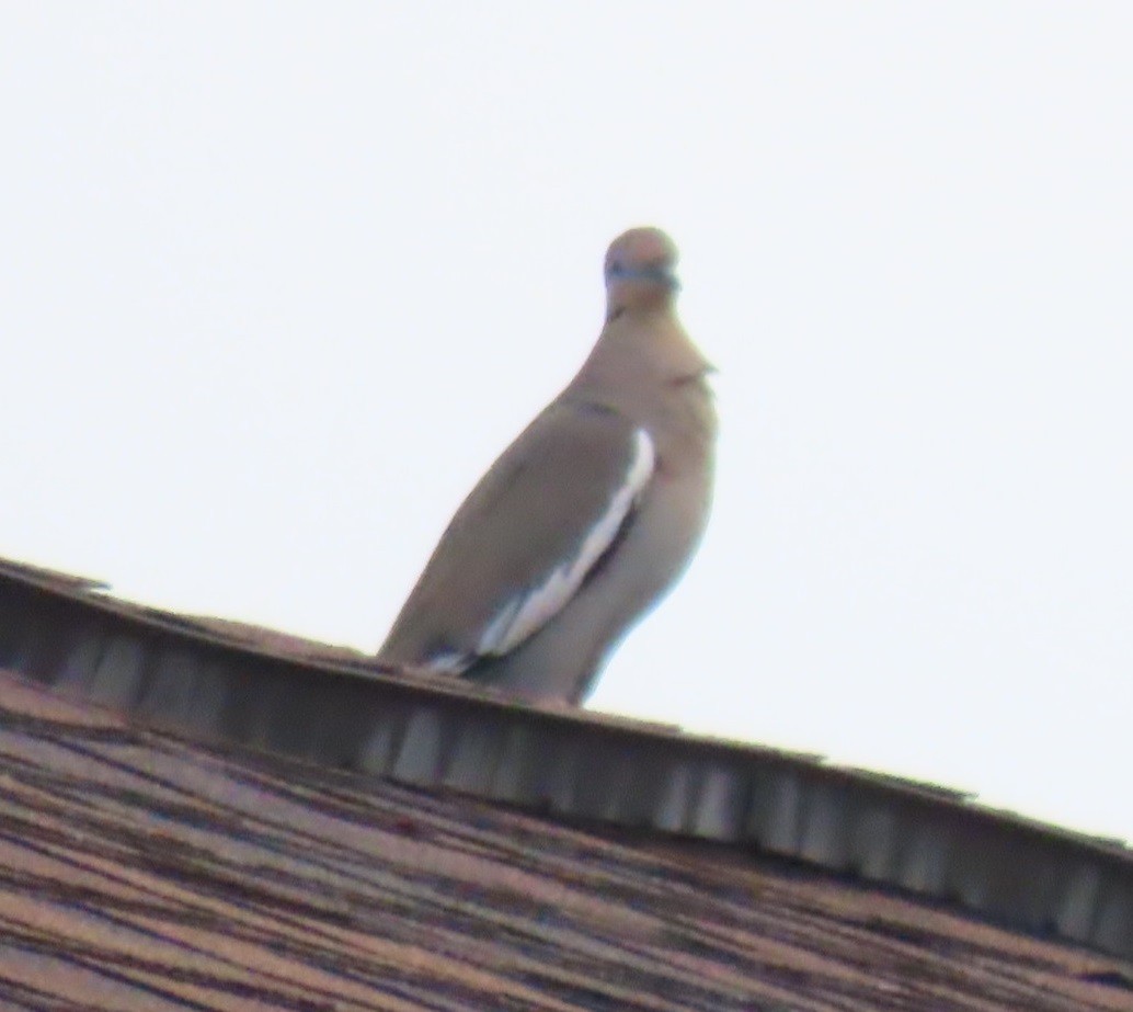 White-winged Dove - ML618927293