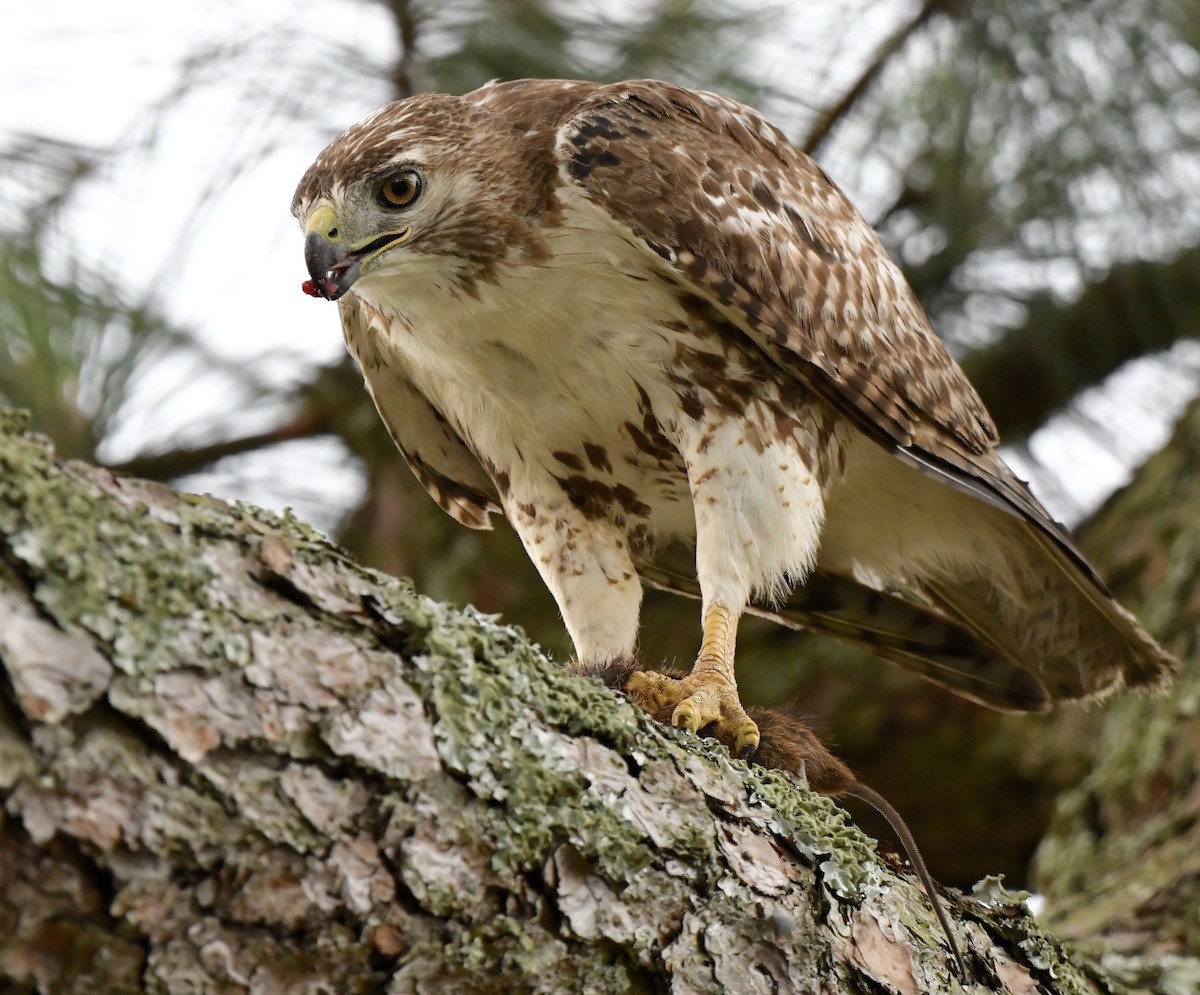 Red-tailed Hawk - ML618927295
