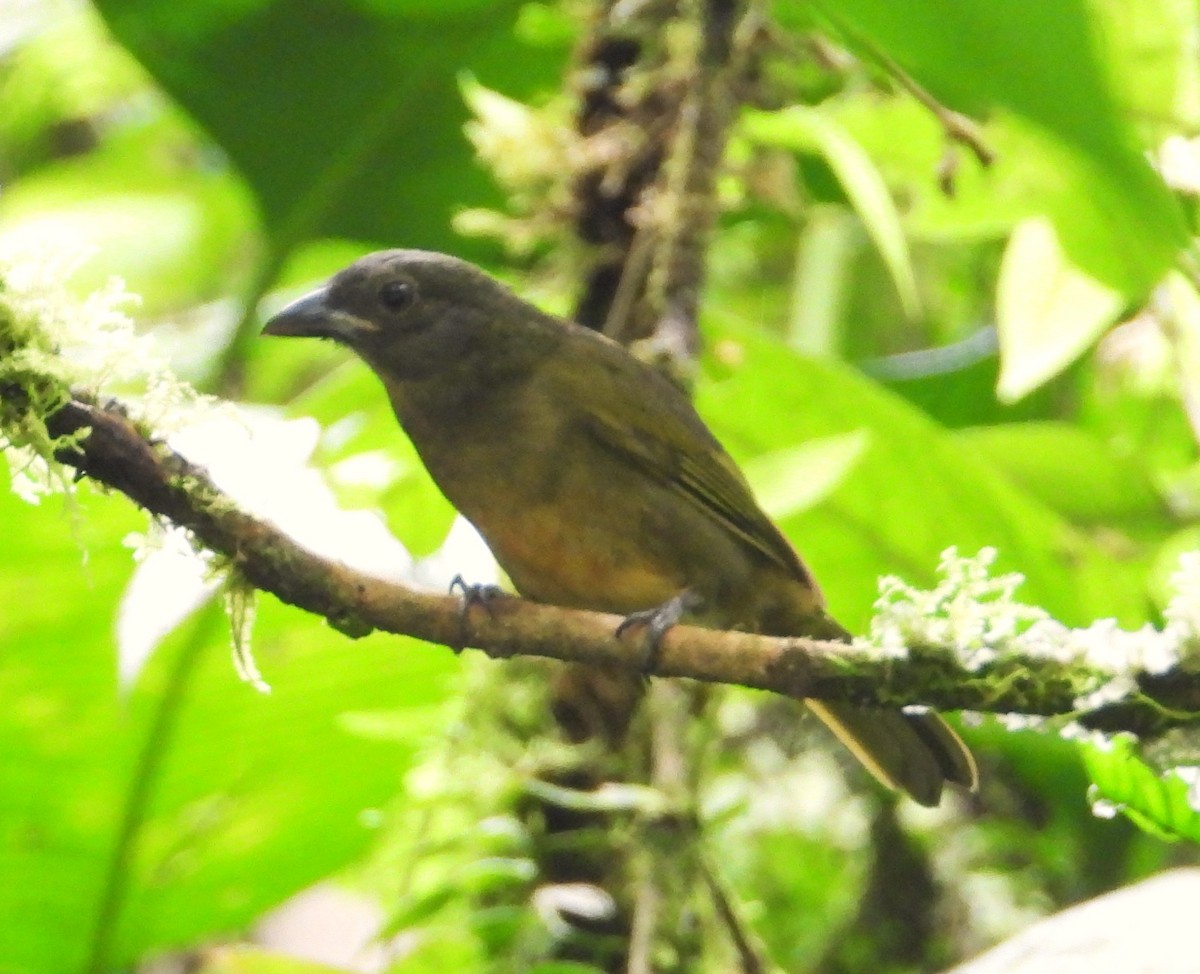 Ochre-breasted Tanager - ML618927353
