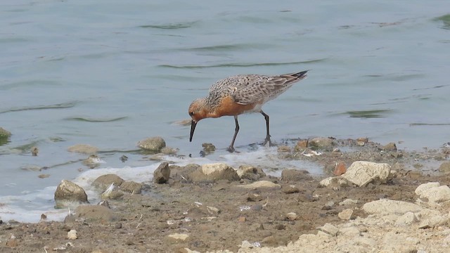 Red Knot - ML618927368