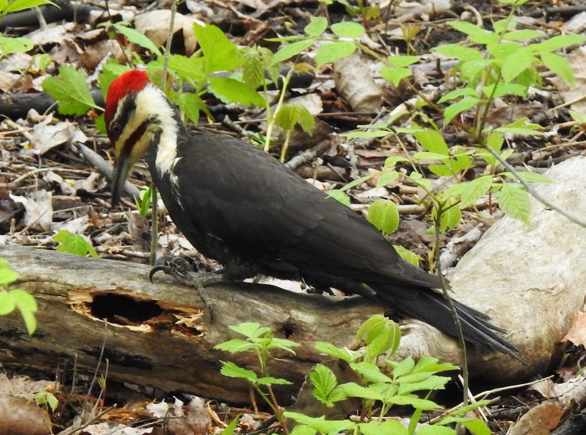 Pileated Woodpecker - ML618927369