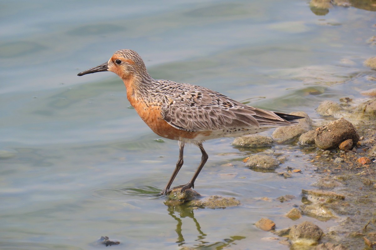 Red Knot - ML618927378
