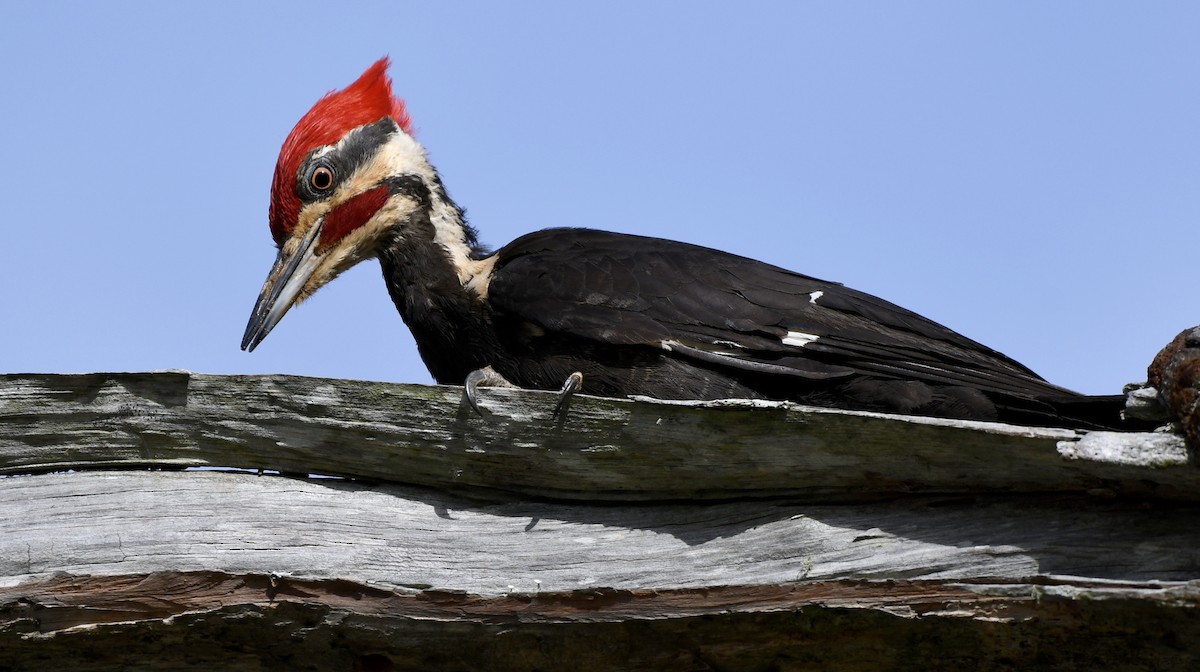 Pileated Woodpecker - Marie Lehmann