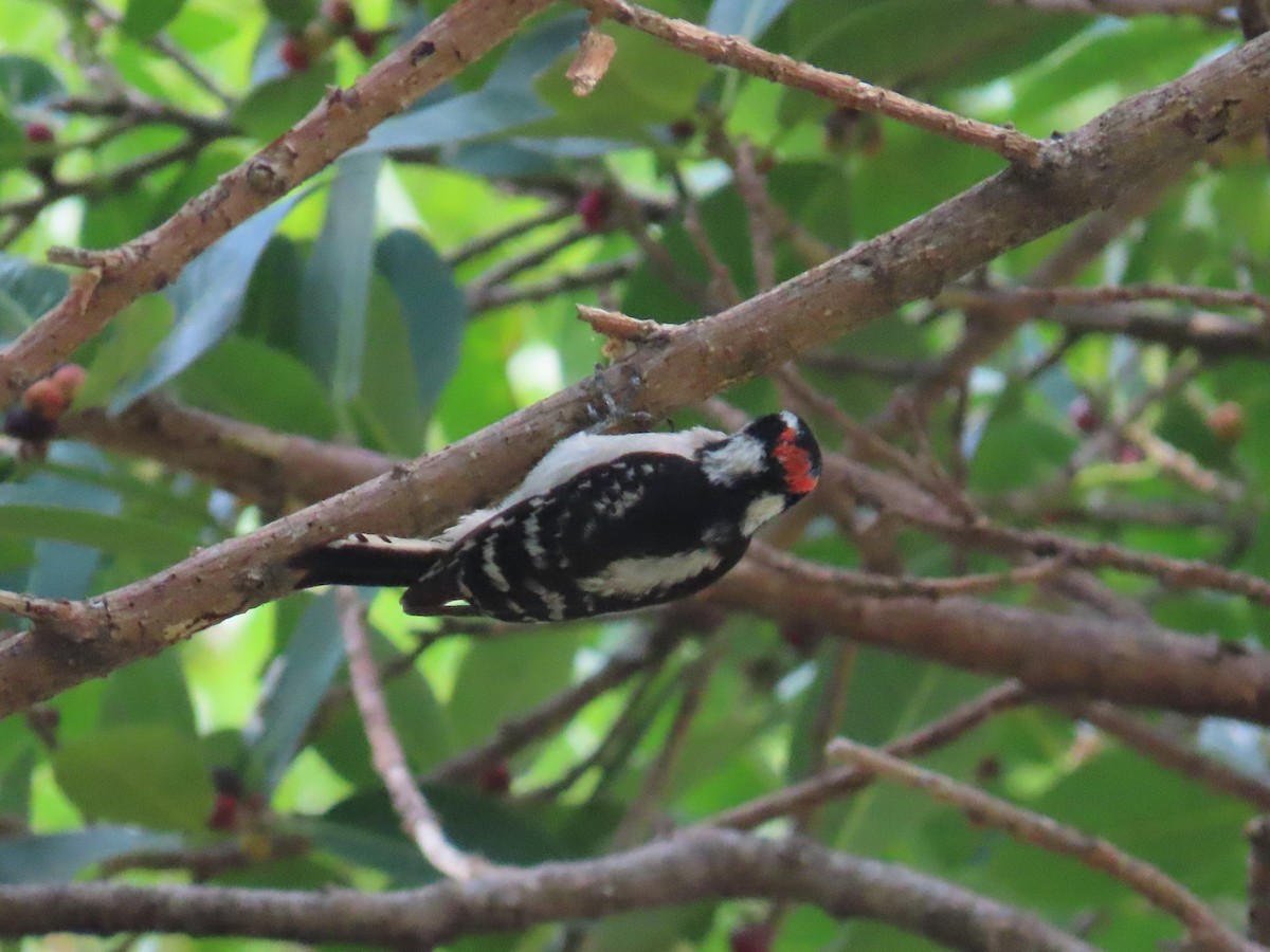 Downy Woodpecker - Laurie Witkin