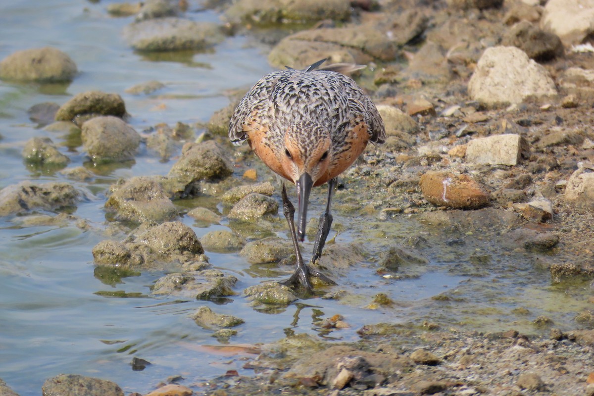 Red Knot - ML618927396
