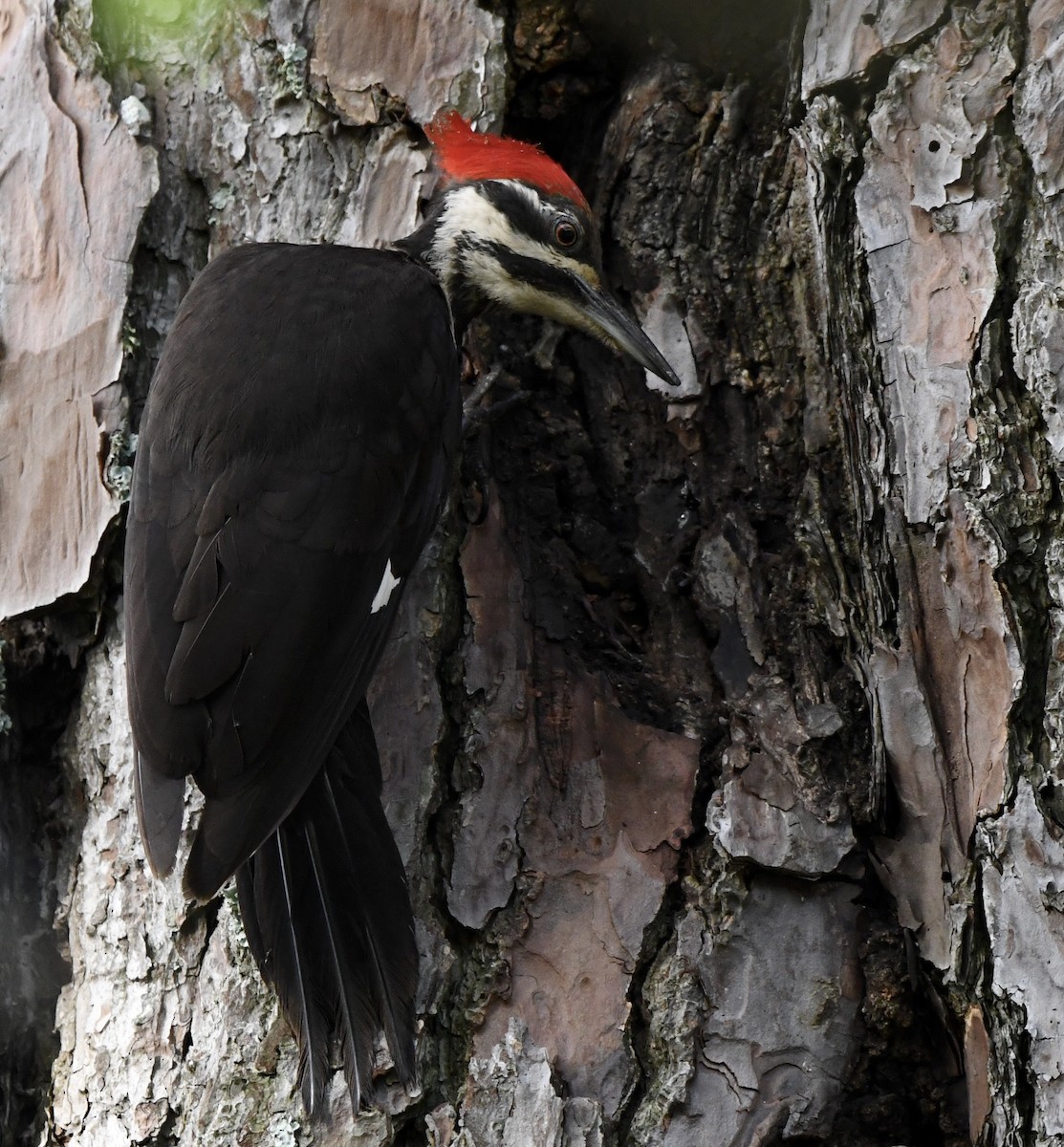 Pileated Woodpecker - Marie Lehmann