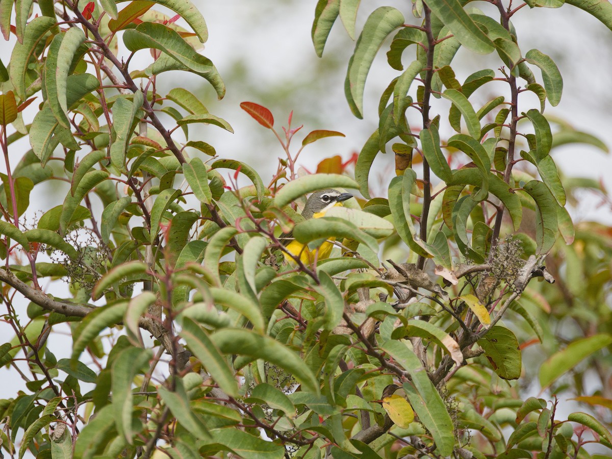Yellow-breasted Chat - ML618927442