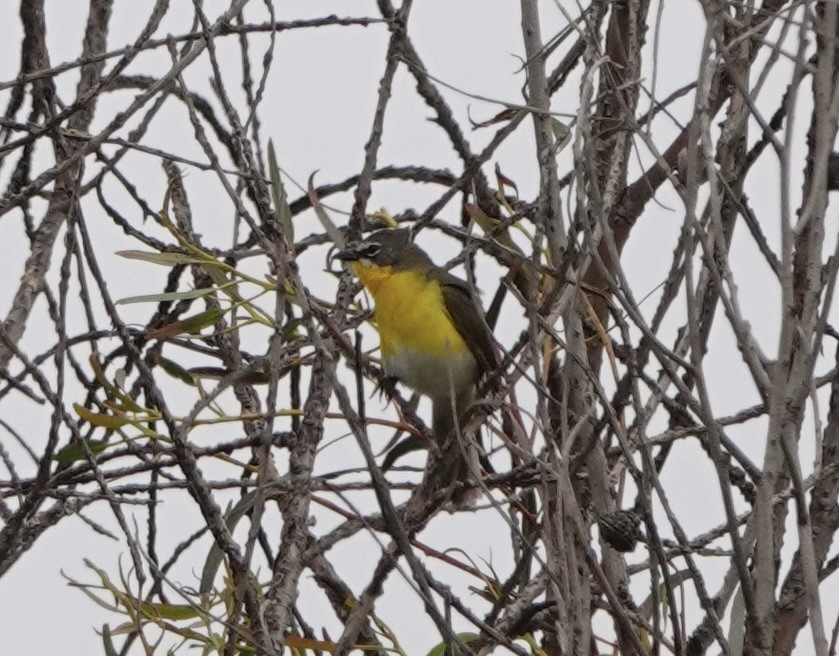 Yellow-breasted Chat - ML618927449