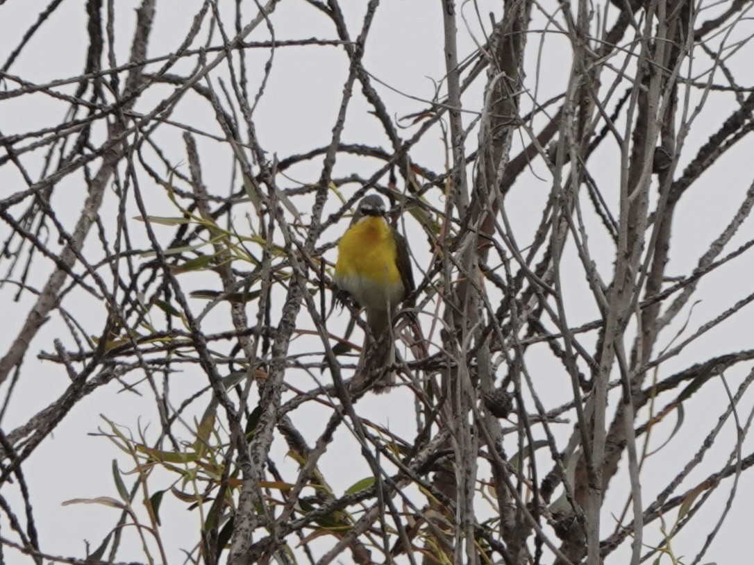Yellow-breasted Chat - ML618927450