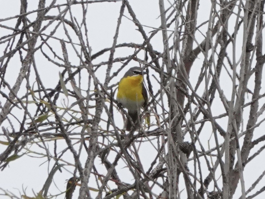 Yellow-breasted Chat - ML618927451
