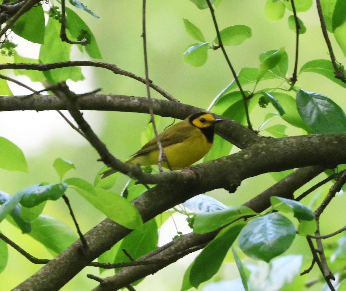 Hooded Warbler - Maria Pacheco