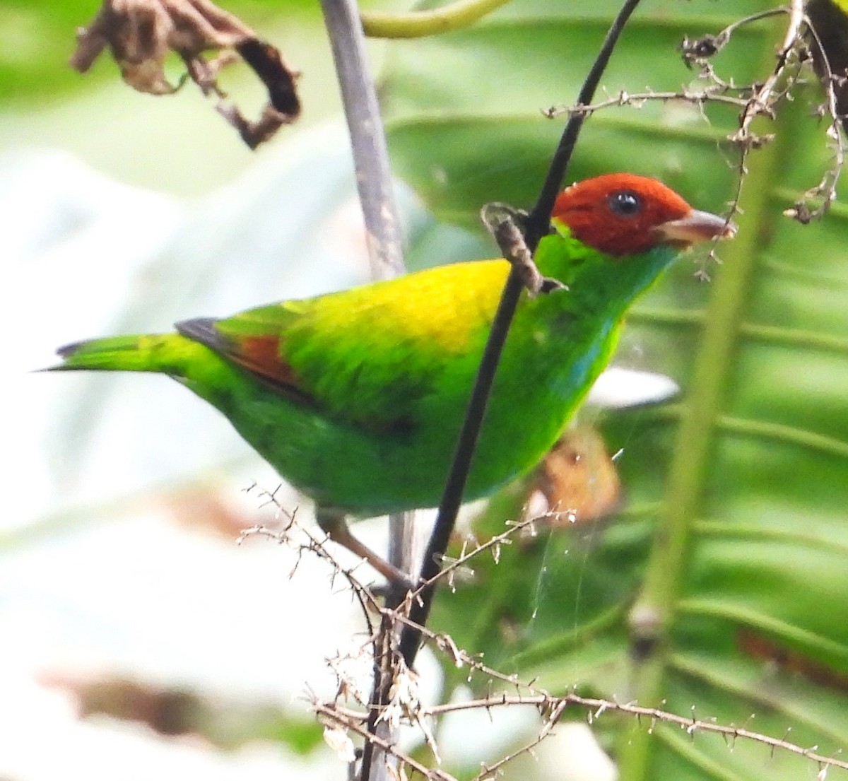 Rufous-winged Tanager - ML618927466