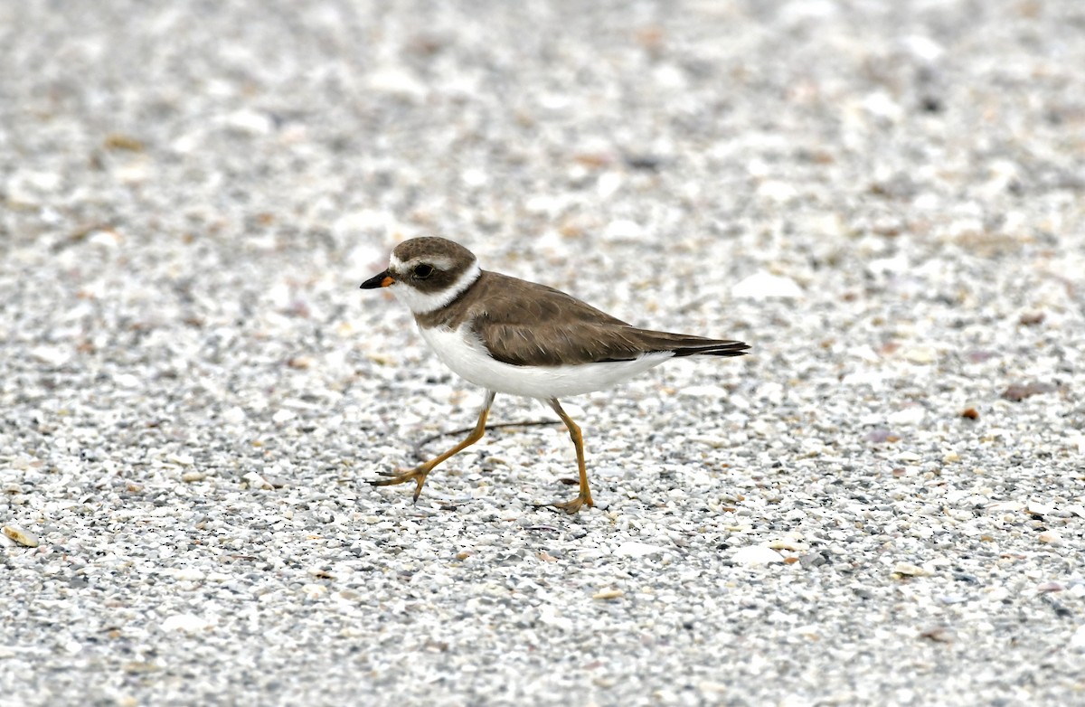 Semipalmated Plover - ML618927468