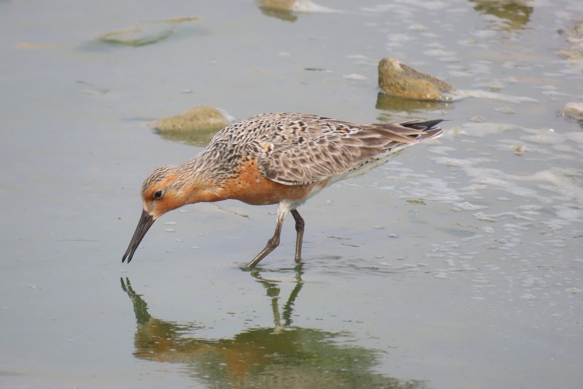 Red Knot - ML618927471