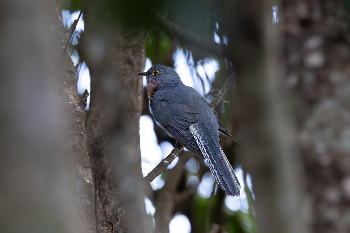 Fan-tailed Cuckoo - Nathan Bartlett