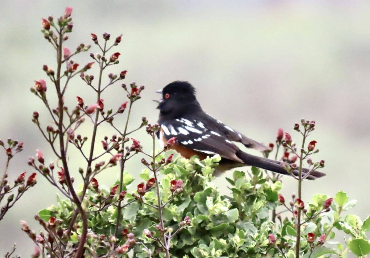 Spotted Towhee - ML618927506