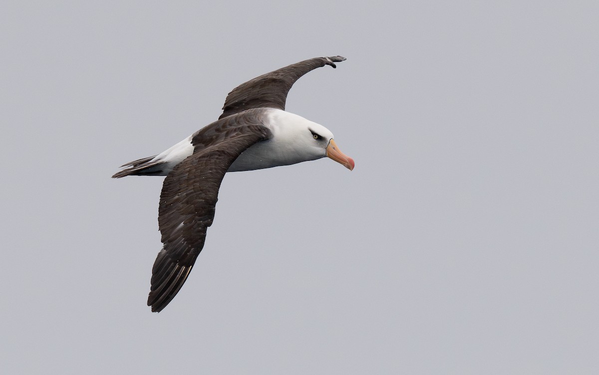 Black-browed Albatross (Campbell) - ML618927520