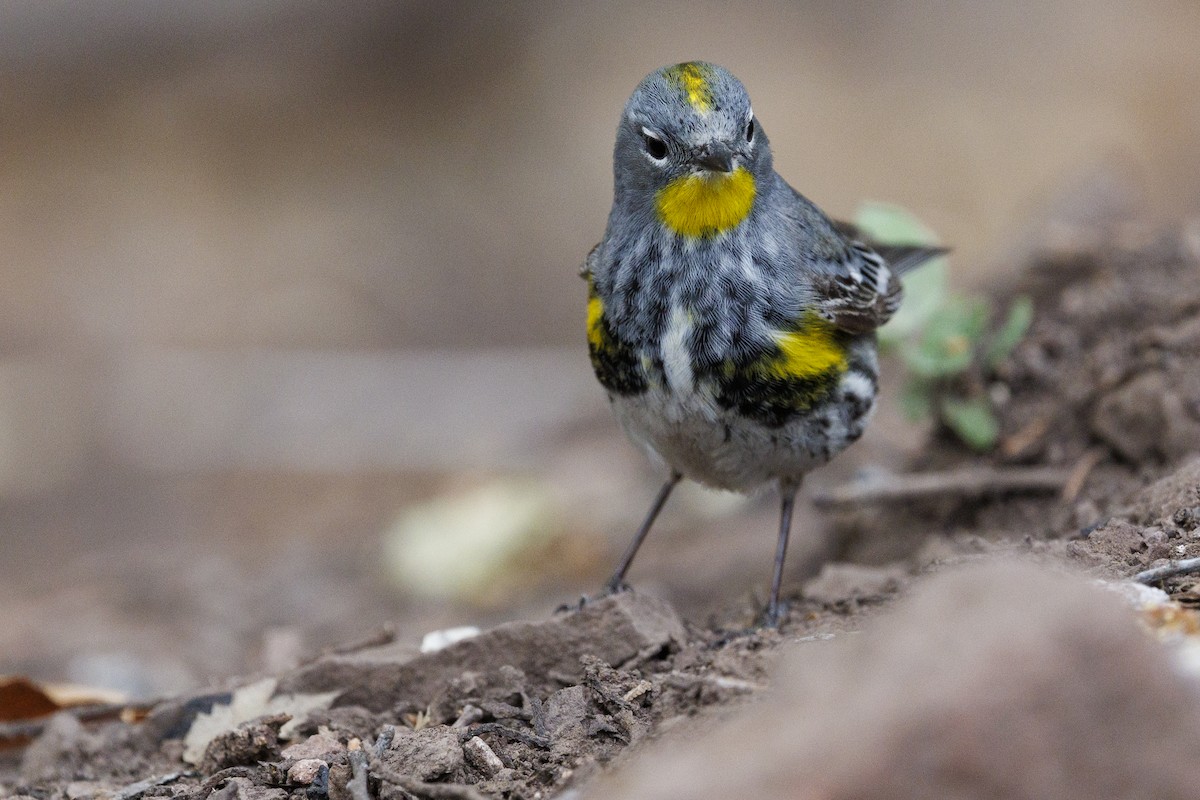 Yellow-rumped Warbler (Audubon's) - Tommy Quarles
