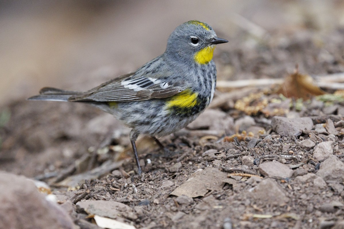 Yellow-rumped Warbler (Audubon's) - Tommy Quarles