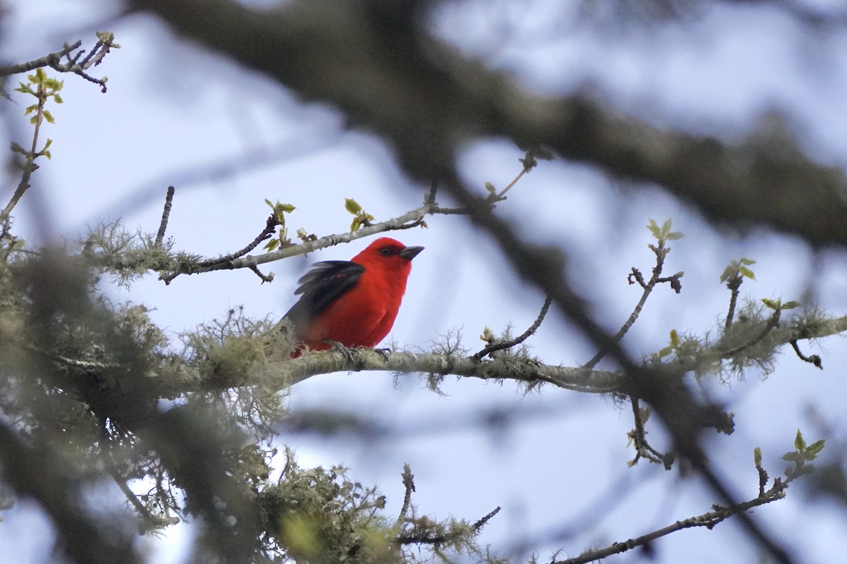 Scarlet Tanager - ML618927542