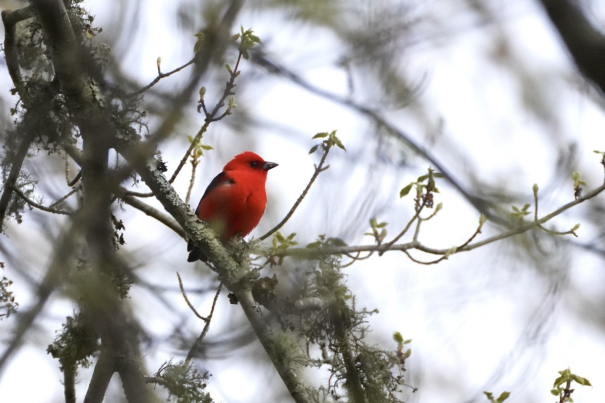 Scarlet Tanager - ML618927543