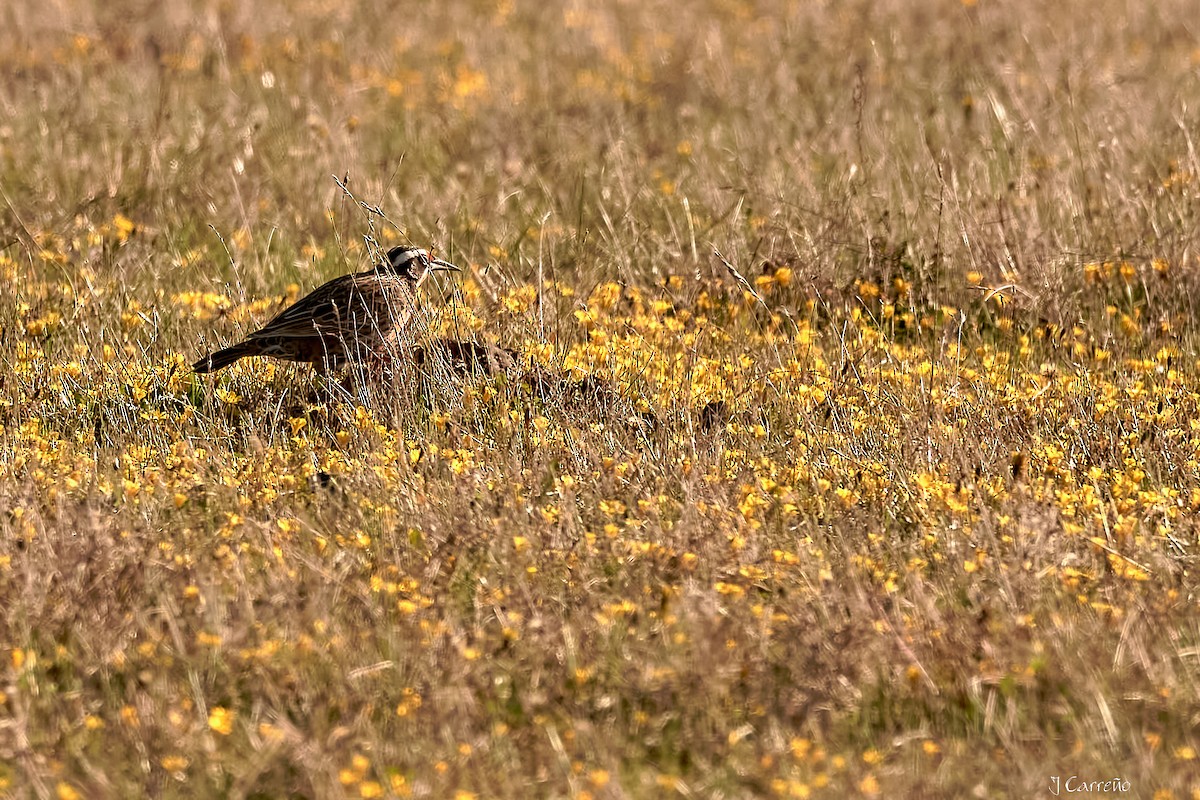 Long-tailed Meadowlark - ML618927547