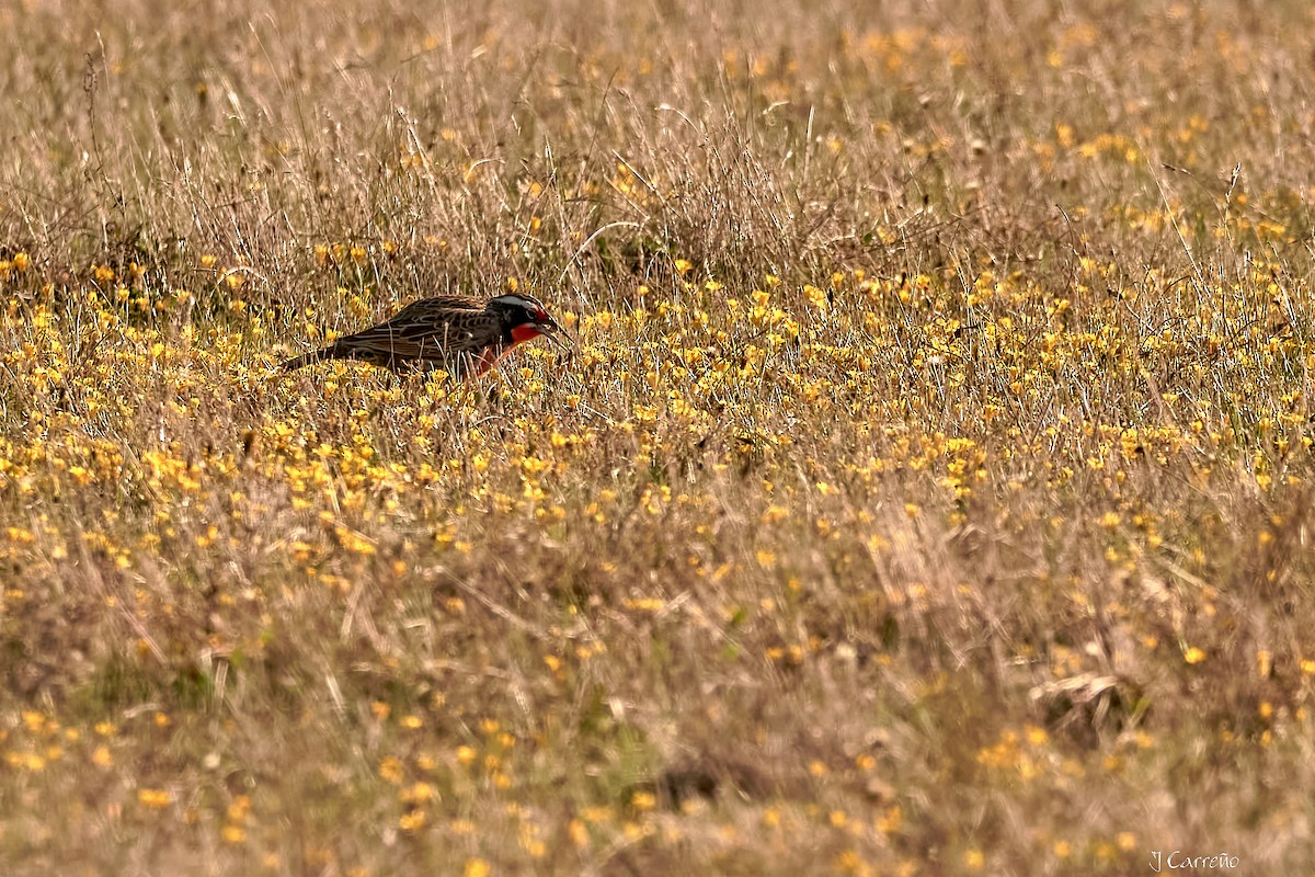 Long-tailed Meadowlark - ML618927548