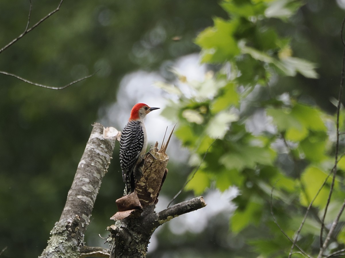 Red-bellied Woodpecker - Michelle Herrmann
