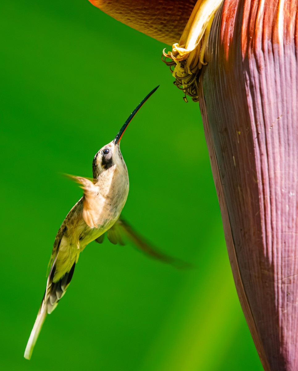 Светлобрюхий колибри-отшельник - ML618927553