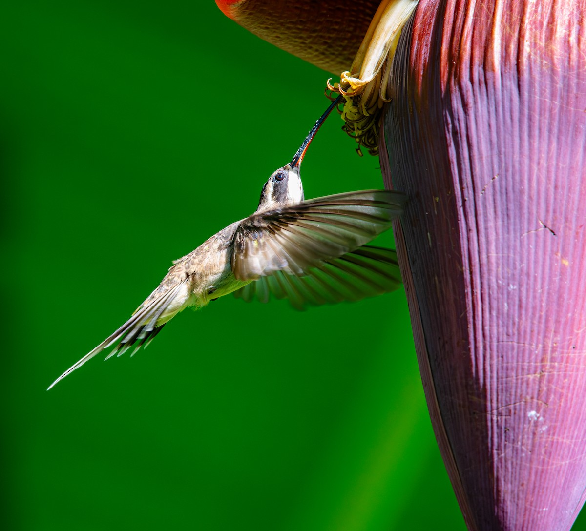 Светлобрюхий колибри-отшельник - ML618927554