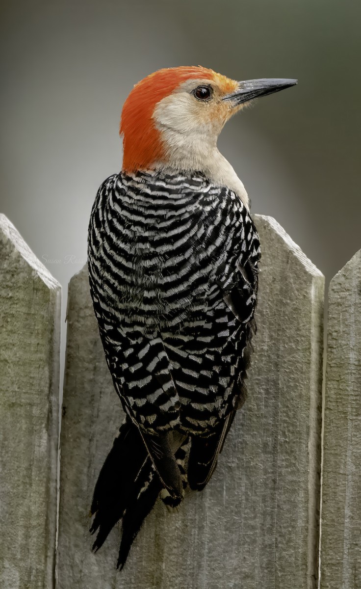 Red-bellied Woodpecker - ML618927565