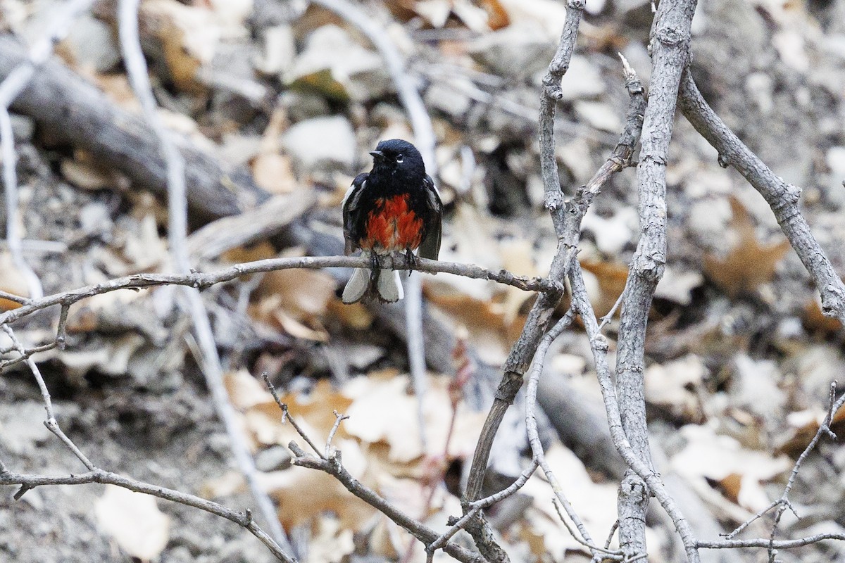 Painted Redstart - Tommy Quarles