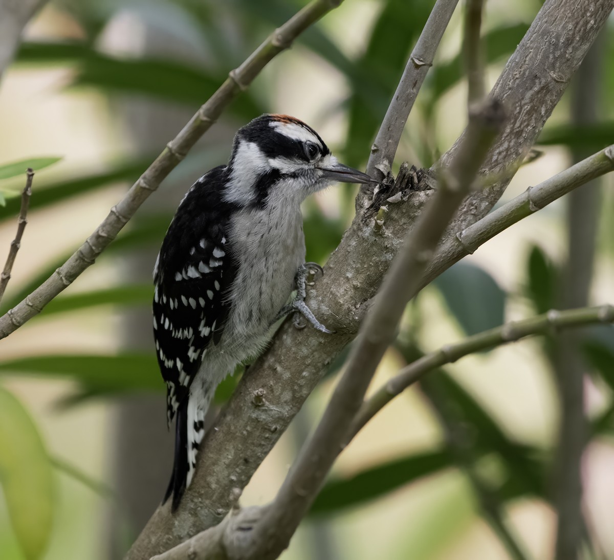 Downy Woodpecker - Susan Ross