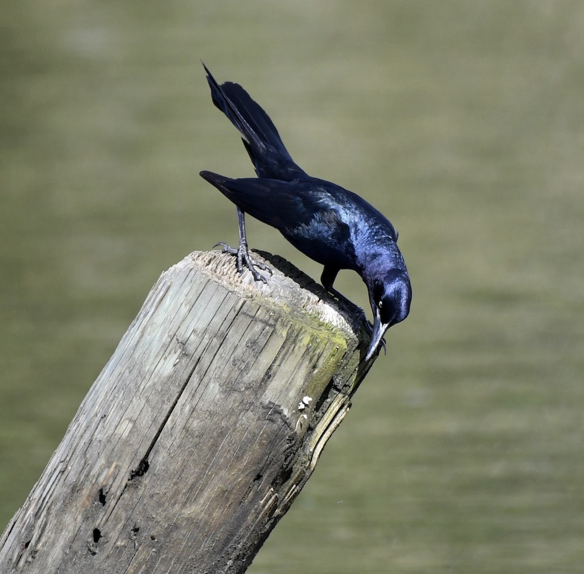 Boat-tailed Grackle - ML618927601