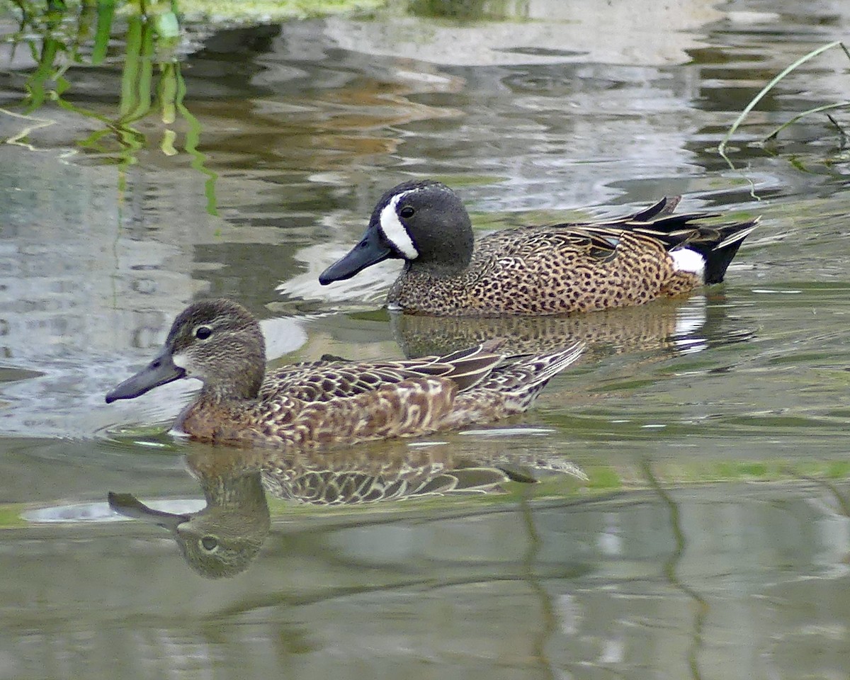 Blue-winged Teal - Colleen C