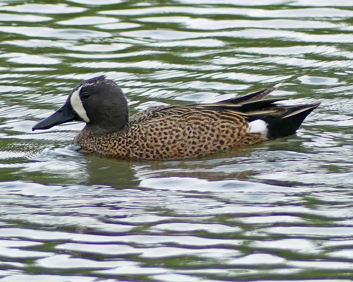 Blue-winged Teal - Colleen C