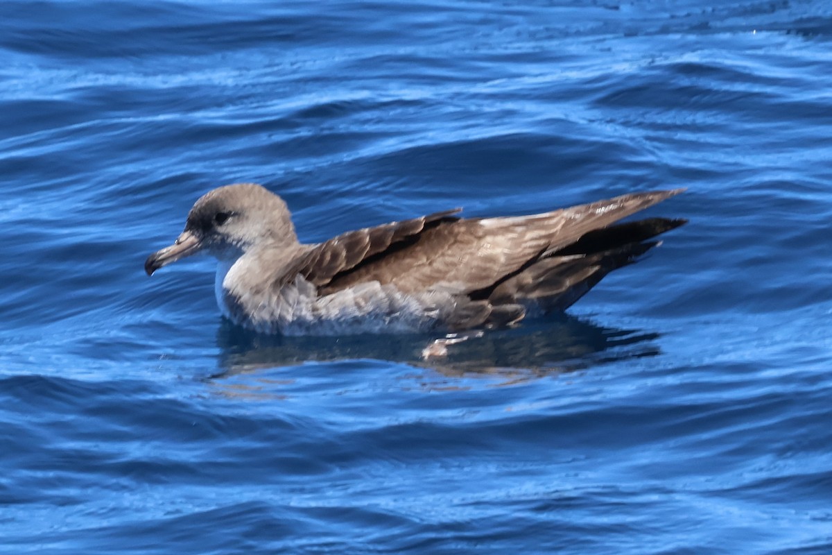 Pink-footed Shearwater - ML618927641