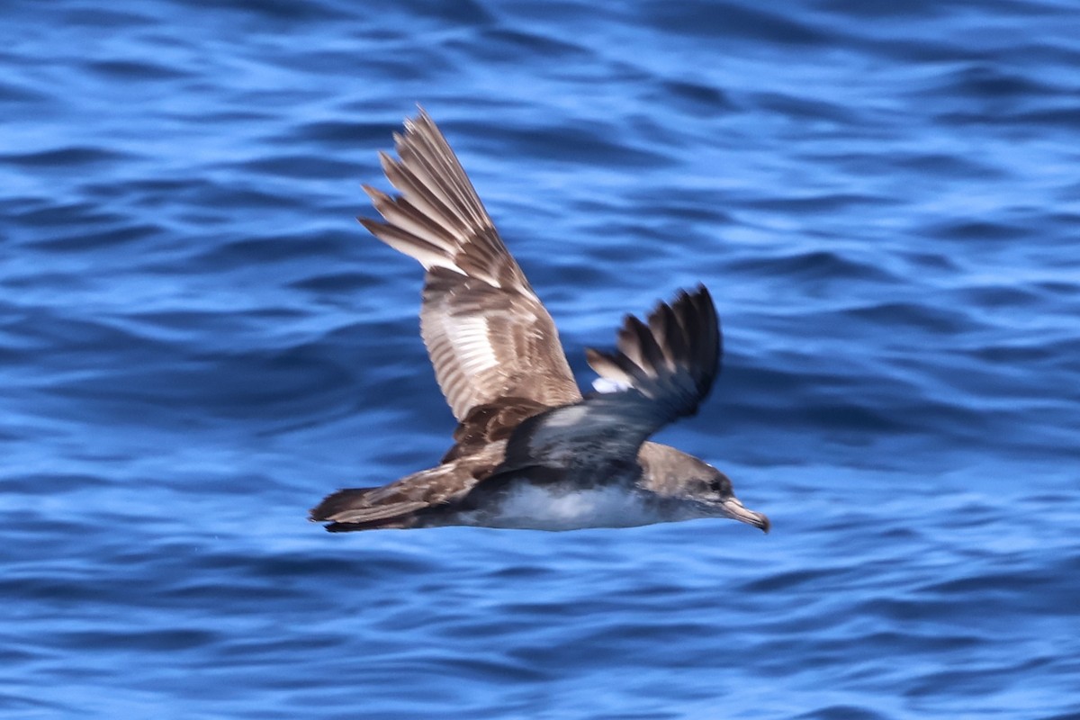 Pink-footed Shearwater - ML618927642