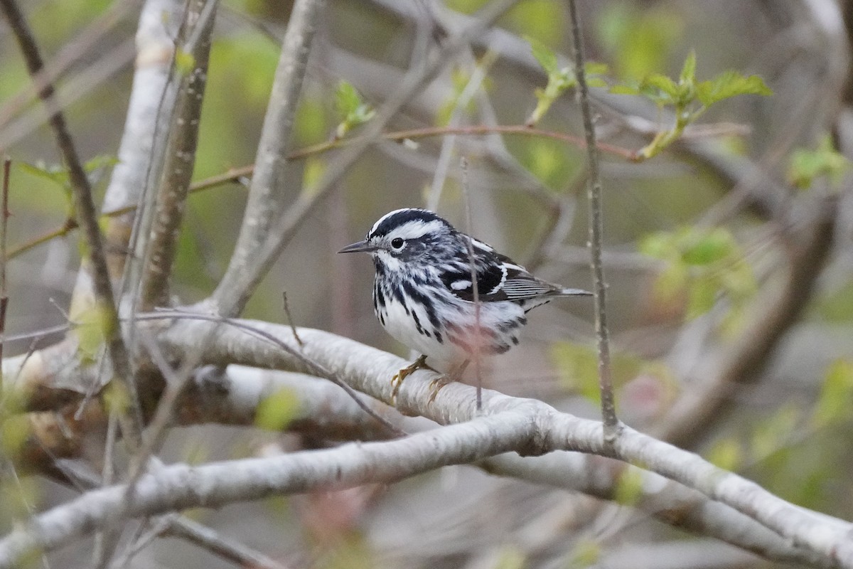 Black-and-white Warbler - ML618927668
