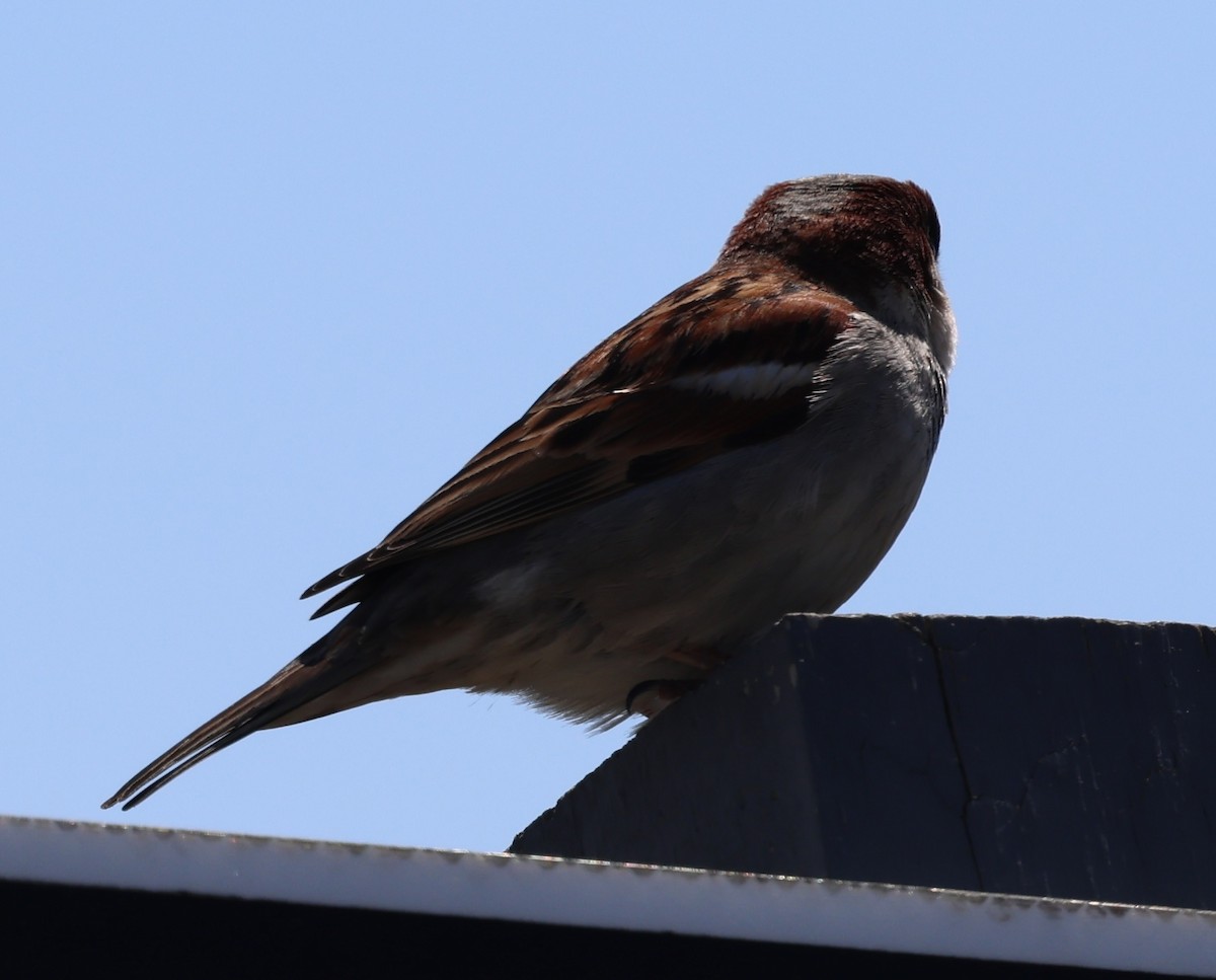 House Sparrow - burton balkind