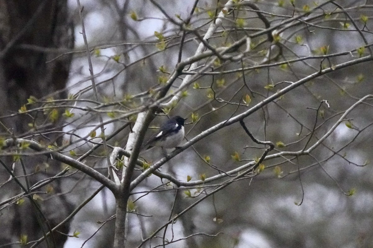 Black-throated Blue Warbler - ML618927737