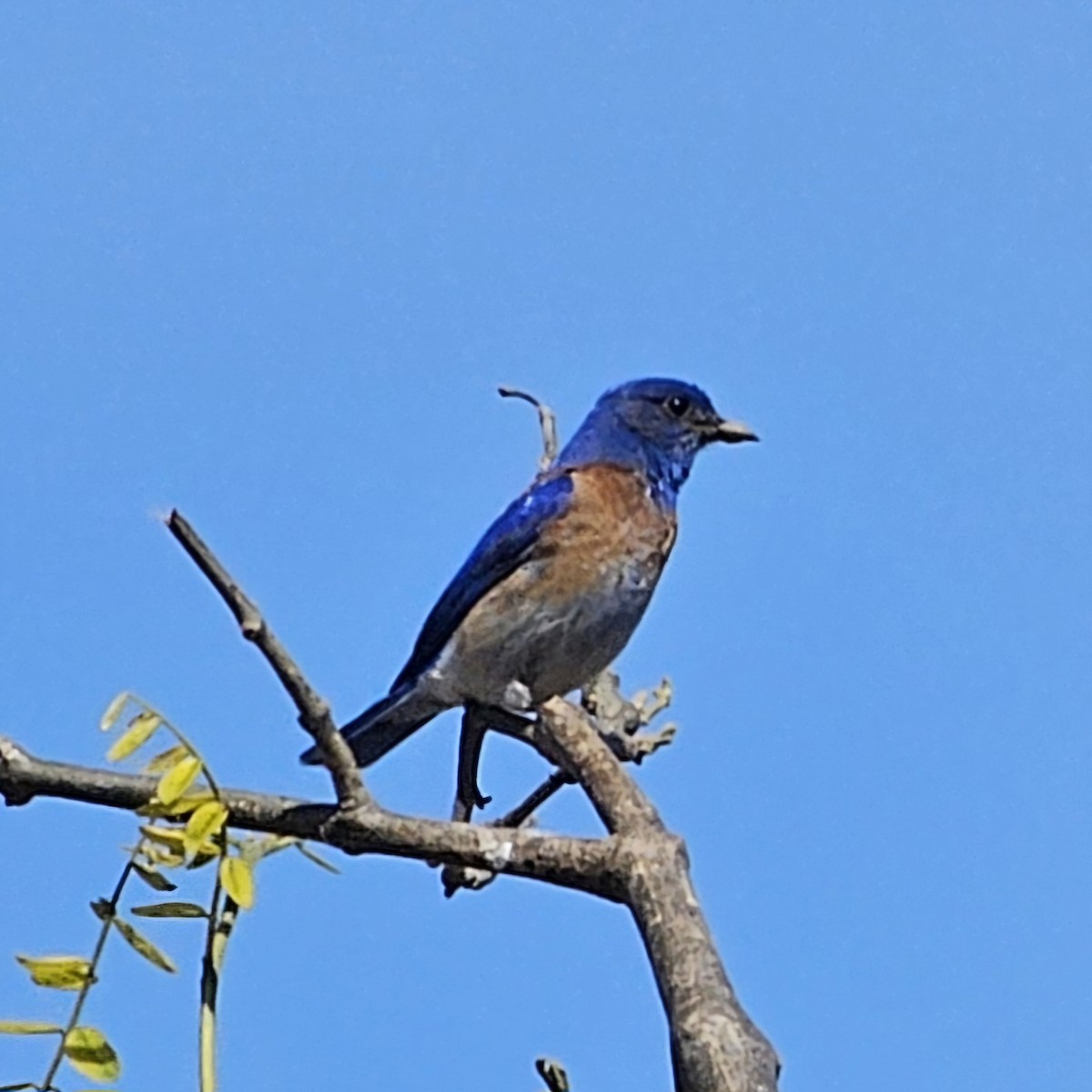Western Bluebird - Graeme Hinde